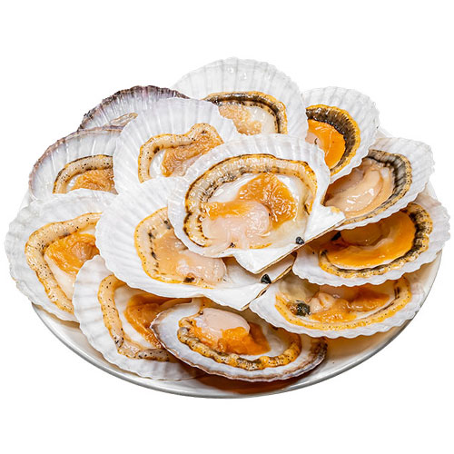 Extra Red Scallops (10~12 pcs)