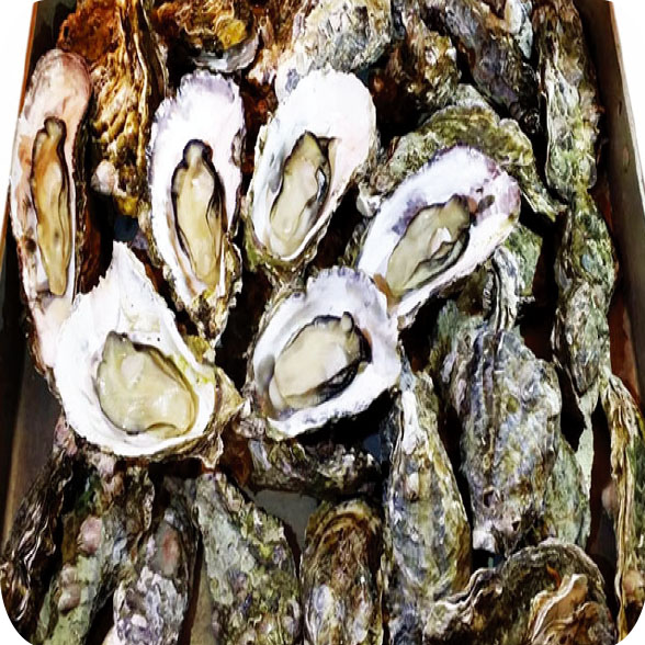 Grilled Oysters (Full Plate)