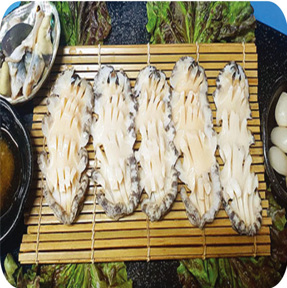 Live Abalone Raw Fish