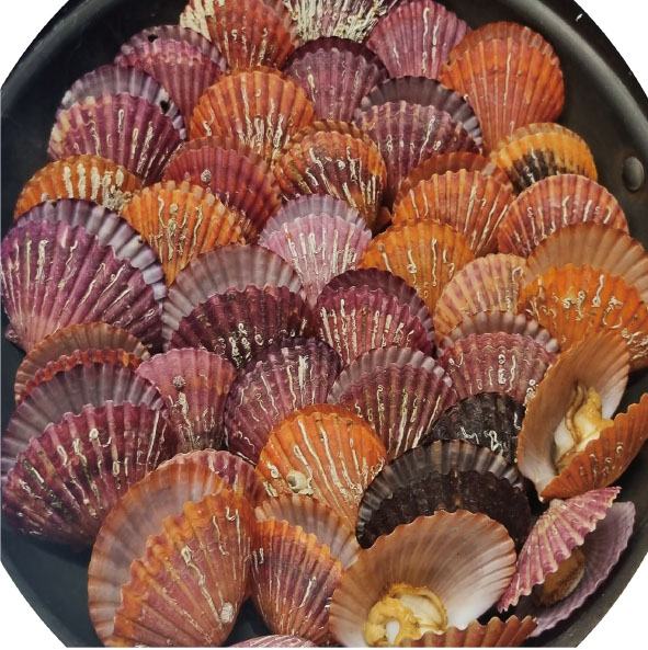 Steamed Red Scallops